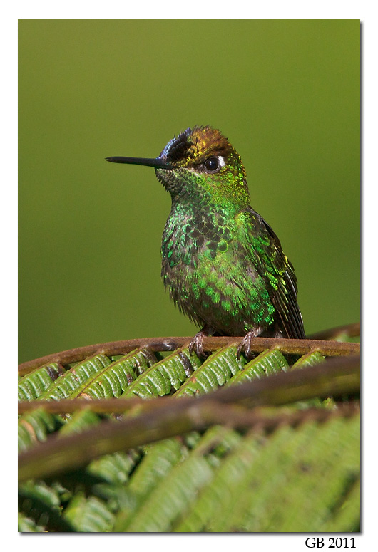 VIOLET-FRONTED BRILLIANT